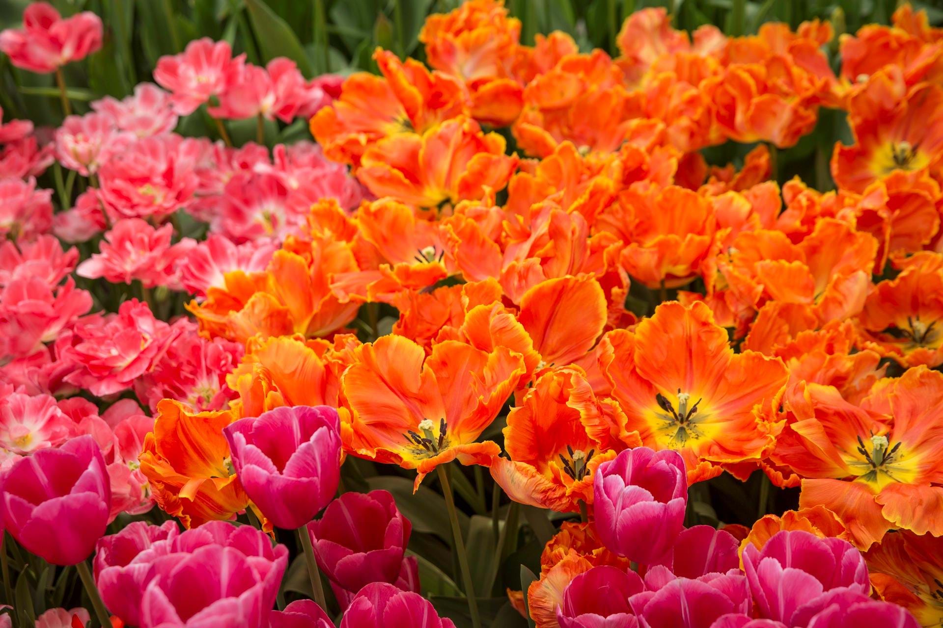 18-4_Flodkryds_Amsterdam_Keukenhof_mv_2018_Foto_Lasse_Loendahl_Henriksen-28.jpg