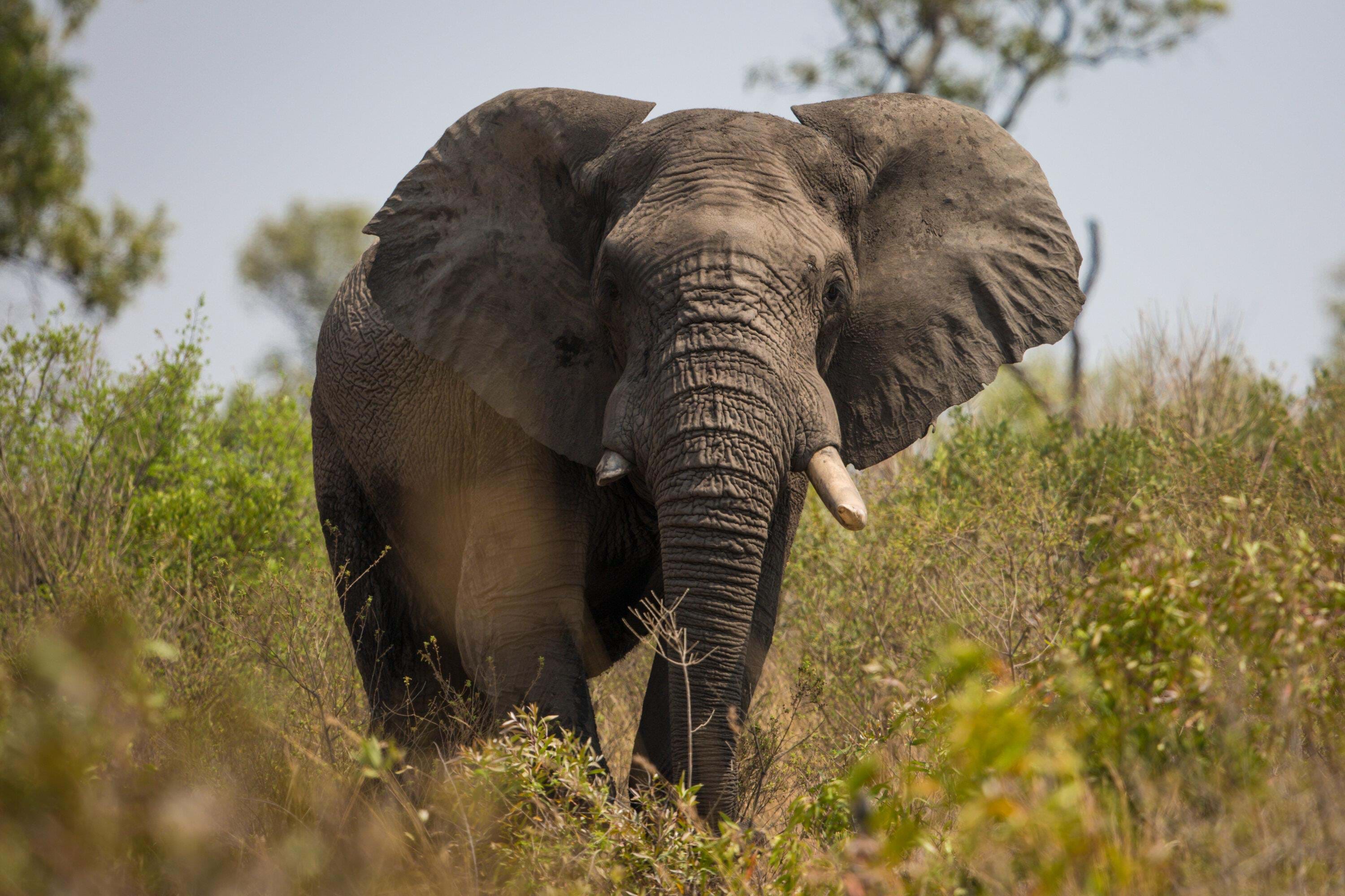 Sydafrika Pilansberg Welgevonden Game Reserve 1 Cam1 2017 Foto Rasmus Schoenning 109