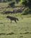 337 Den Sjældne Stribet Hyæne Amboseli National Park Kenya Anne Vibeke Rejser DSC09828