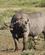 340 Afrikansk Bøffel Amboseli National Park Kenya Anne Vibeke Rejser DSC09852