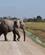 347 En Elefant Kom I Vejen Amboseli National Park Kenya Anne Vibeke Rejser DSC09906