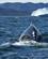 301 En Pukkelhval Dykker Hvalsafari Ilulissat Groenland Anne Vibeke Rejserdsc04777