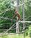 520 Orangutang Dyreparken Kristiansand Norge Anne Vibeke Rejser IMG 0170