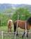 906 Heste Paa Engen Hardanger Norge Anne Vibeke Rejser IMG 9756