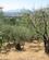 822 Ned Gennem Olivenlund Montecatini Alto Toscana Italien Anne Vibeke Rejser IMG 1044