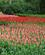 602 Et Vaeld Af Tulipaner Keukenhof Lisse Holland Anne Vibeke Rejser IMG 1138