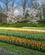 609 Tulipanrækker Keukenhof Lisse Holland Anne Vibeke Rejser IMG 1153