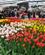 620 Tulipaner Under Tag Keukenhof Lisse Holland Anne Vibeke Rejser IMG 1190