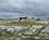 800 Poulnabrone Dolmen I The Burren National Park Irland Anne Vibeke Rejser IMG 1968