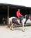 800 Ridecentret Sacamores Ranch I Llawhaden Wales Anne Vibeke Rejser PICT0001