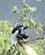 304 Sort Hvide Colobus Abe Zengena Etiopien Anne Vibeke Rejser DSC09008