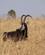 128 Sabelantilope Chimwenya Game Park Malawi Anne Vibeke Rejser DSC04284