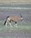 1203 Gemsbuk Oryx Sossusvlei Namibia Anne Vibeke Rejser DSC01241