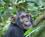 500 Chimpanse I Kibale Forest N.P. Uganda Anne Vibeke Rejser DSC03768