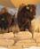 1806 Udstoppede Bison (Buffalo) First Peoples Buffalo Jump State Park Ulm Montana USA Anne Vibeke Rejser IMG 2144