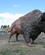 705 Buffaloland South Dakota USA Anne Vibeke Rejser IMG 1858