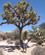 2440 Joshua Trae I Hidden Valley Joshua Tree National Park Californien USA Anne Vibeke Rejser IMG 0408