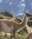 862 Guanaco Er En Lamaart Torres Del Paine National Park Patagonien Chile Anne Vibeke Rejser DSC08260