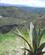 260 Agave I Landskabet Ecuador Anne Vibeke Rejser IMG 1624