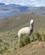 510 Alpaca Paa Altiplano Pampa Canahuas Altiplano Peru Anne Vibeke Rejser DSC02939