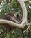 611 Koala Great Ocean Road Australien Anne Vibeke Rejser DSC04387