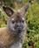 730 Wallabie En Mindre Kænguru Cradle Mountain Tasmanien Australien Anne Vibeke Rejser DSC04487