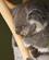 962 Koala Bonorong Sanctary Hobart Tasmanien Australien Anne Vibeke Rejser DSC04712