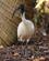 1129 Australsk Ibis Sydney Australien Anne Vibeke Rejser DSC04865