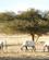 710 Arabiske Oryx Hai Bar Yotvata Naturreservat Eilat Israel Anne Vibeke Rejser PICT0311