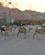 492 Klar Til Ridetur Ved Camel Park Eilat Israel Anne Vibeke Rejser PICT0112