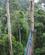 841 Hængebroer Mellem Kaempetraeer Canopy Walkway Danum Valley National Park Borneo Malaysia Anne Vibeke Rejser DSC00983