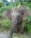 902 Pygmaeelefant Kinabatangan Borneo Malaysia Anne Vibeke Rejser DSC01242
