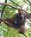 177 Orangutang Singapore Zoo Anne Vibeke Rejser DSC00050