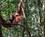 232 Orangutang I Gunug Leuser National Park Bukit Lawang Sumatra Indonesien Anne Vibeke Rejser PXL 20241004 024945833
