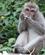 674 Makakaaberne Fodres Monkey Forest Bali Indonesien Anne Vibeke Rejser IMG 3678