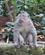 675 Nogle Aber Er Parate Til At Stjaele Monkey Forest Bali Indonesien Anne Vibeke Rejser IMG 3680