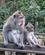 682 Mor Og Soen Monkey Forest Bali Indonesien Anne Vibeke Rejser IMG 3725