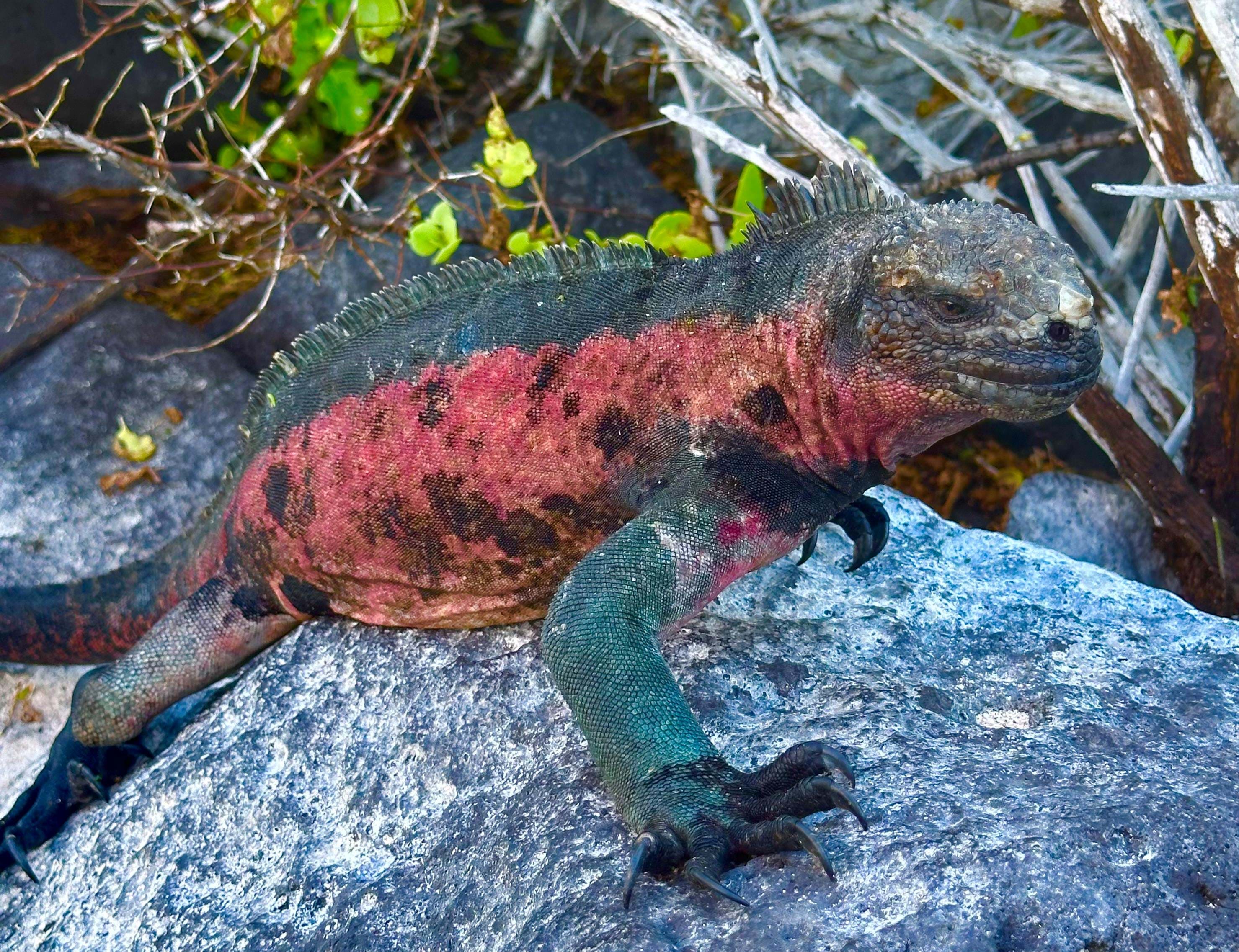 Ecuador Galapagos Leguaner Foto Rasmus Schønning Anne Vibeke Rejser 2025 (1)