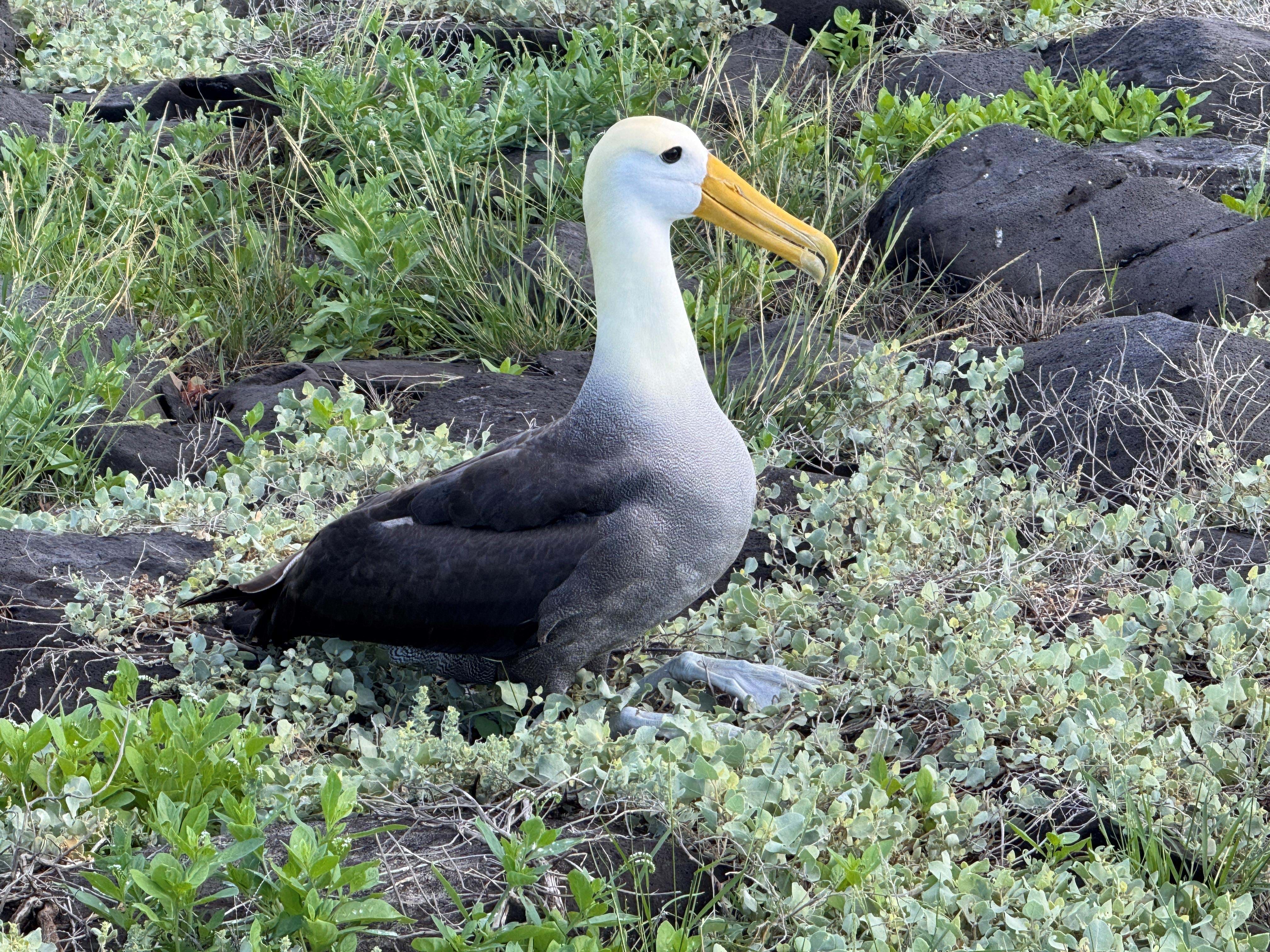 Ecuador Galapagos Espanola Foto Rasmus Schønning Anne Vibeke Rejser 01.04 2025(2)