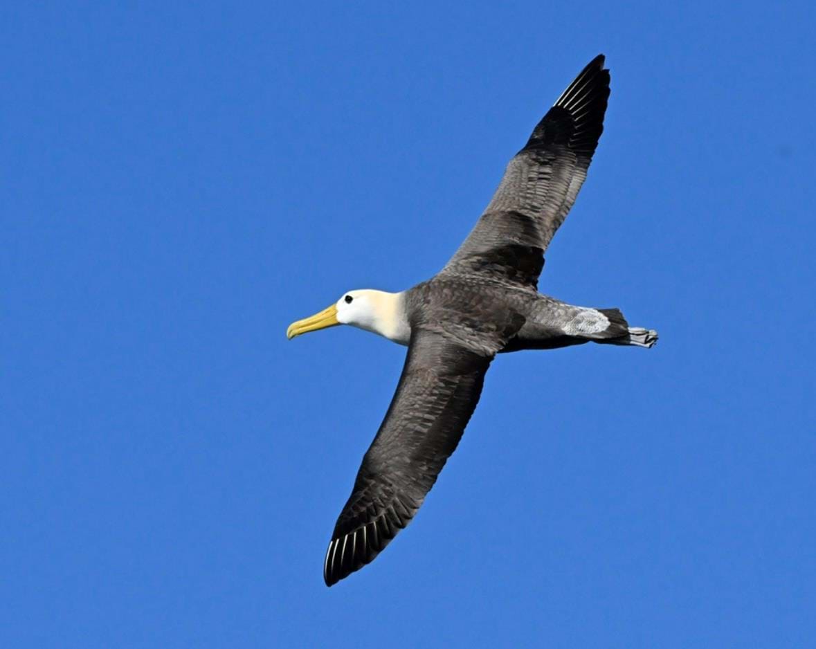Ecuador Galapagos Foto Rasmus Schønning Anne Vibeke Rejser 03.04.2025