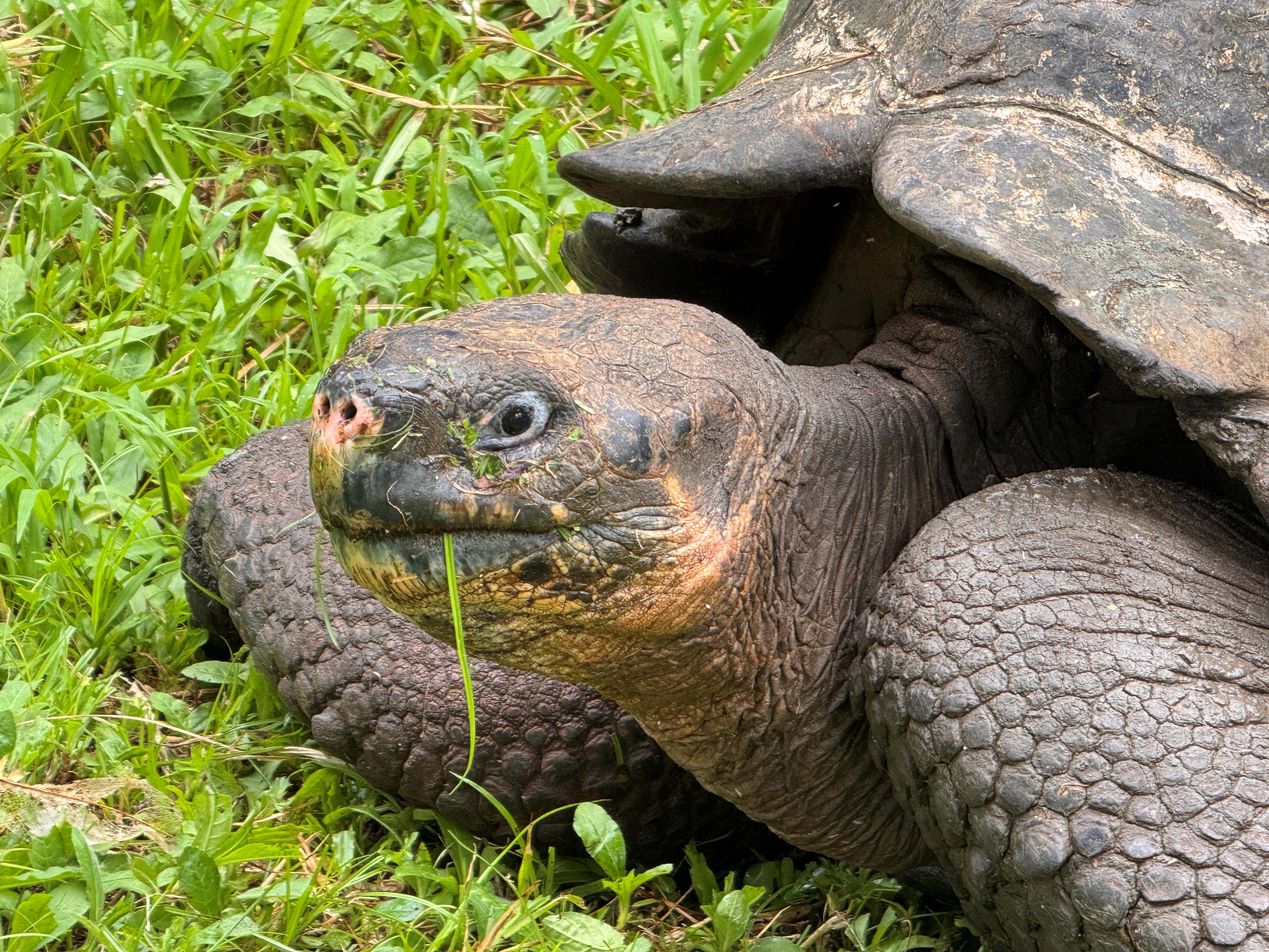 Ecuador Galapagos Skildpadder Rancho El Manzanillo Foto Rasmus Schønning Anne Vibeke Rejser 2025 (9)