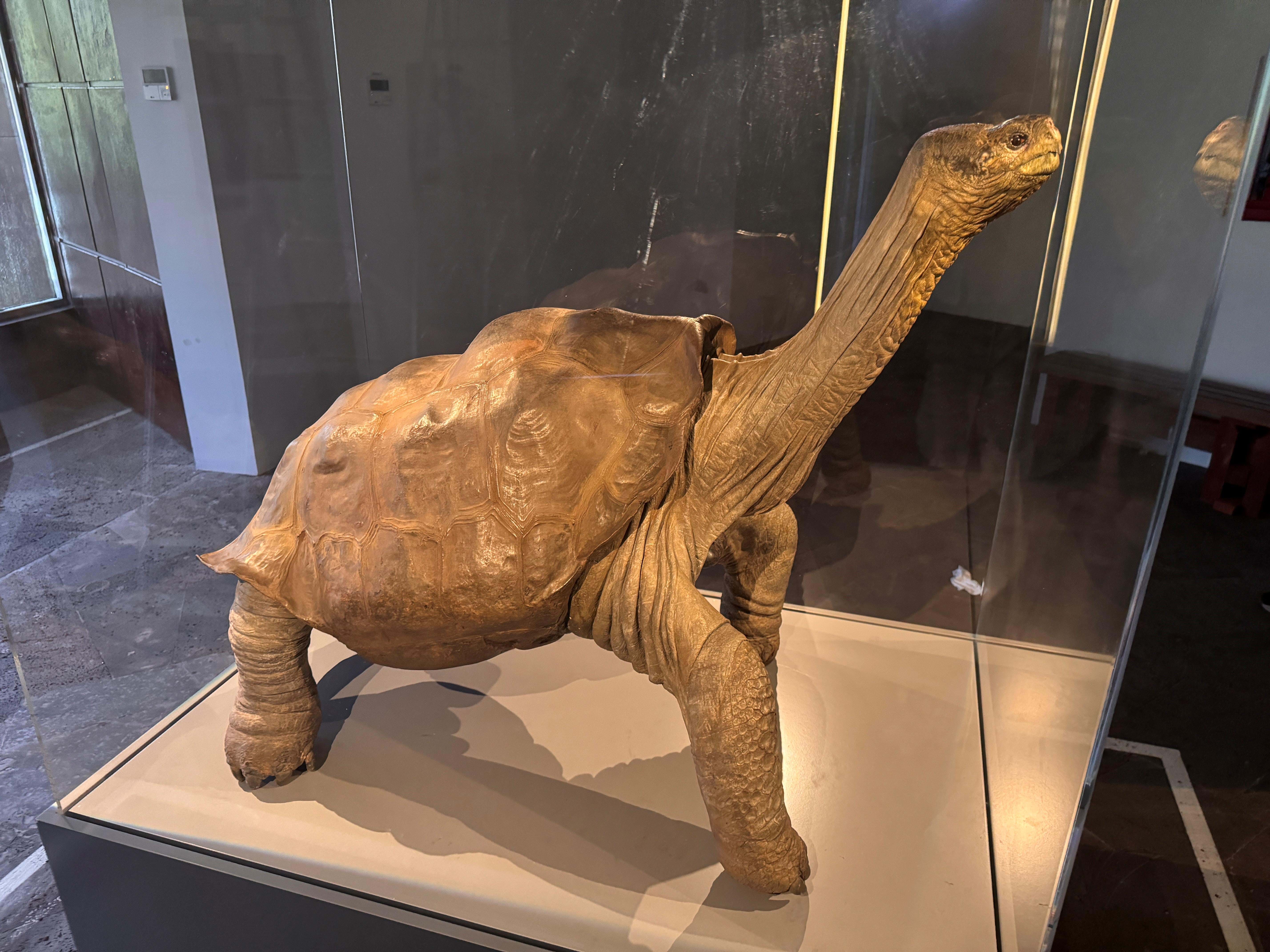 Ecuador Galapagos Skildpadder Foto Rasmus Schønning Anne Vibeke Rejser 2025 (5)