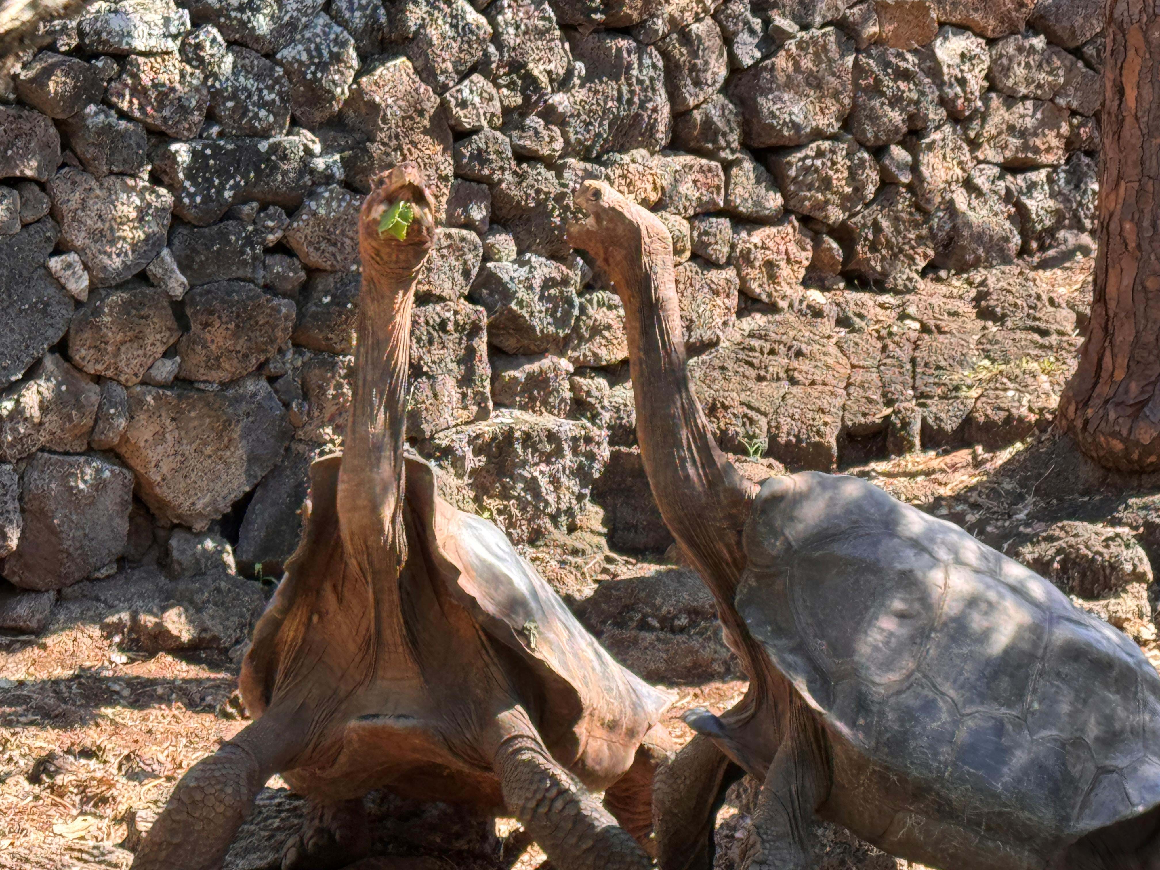 Ecuador Galapagos Skildpadder Foto Rasmus Schønning Anne Vibeke Rejser 2025 (2)