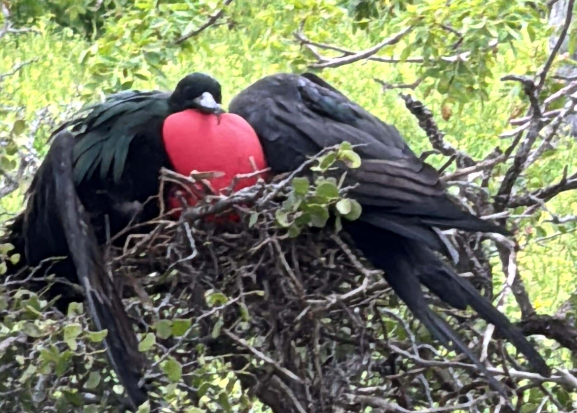 Ecuador Galapagos Seymor Norte Foto Rasmus Schønning Anne Vibeke Rejser 02.04 2025 (2)