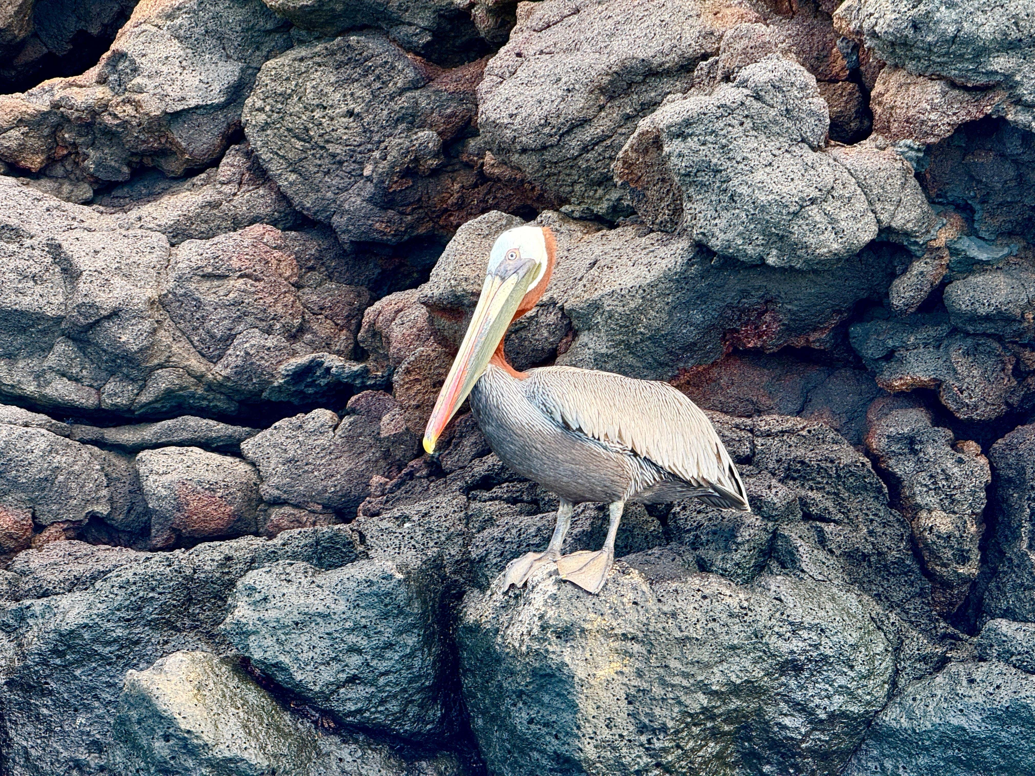 Ecuador Galapagos Isla Baltra Foto Rasmus Schønning Anne Vibeke Rejser 28.2.2025 (3)
