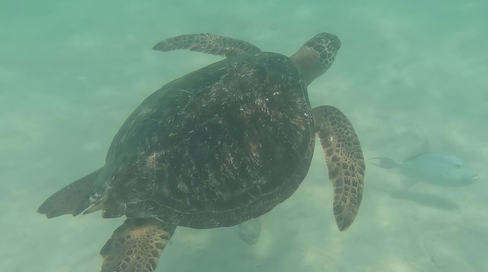 Ecuador Galapagos Havskidpadde 2 Foto Rasmus Schønning Anne Vibeke Rejser 2025