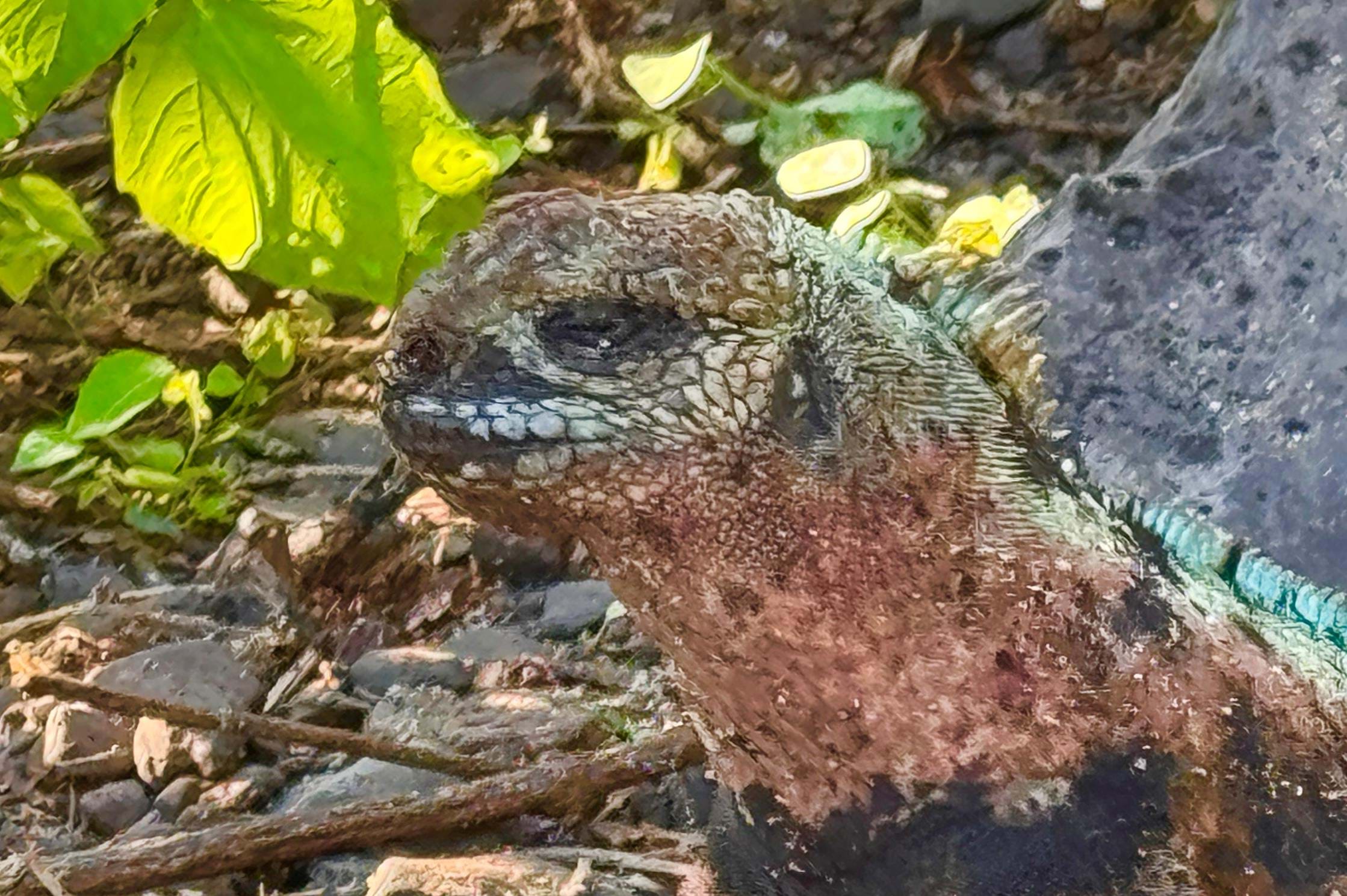 Ecuador Galapagos Leguaner Foto Rasmus Schønning Anne Vibeke Rejser 2025 (4)