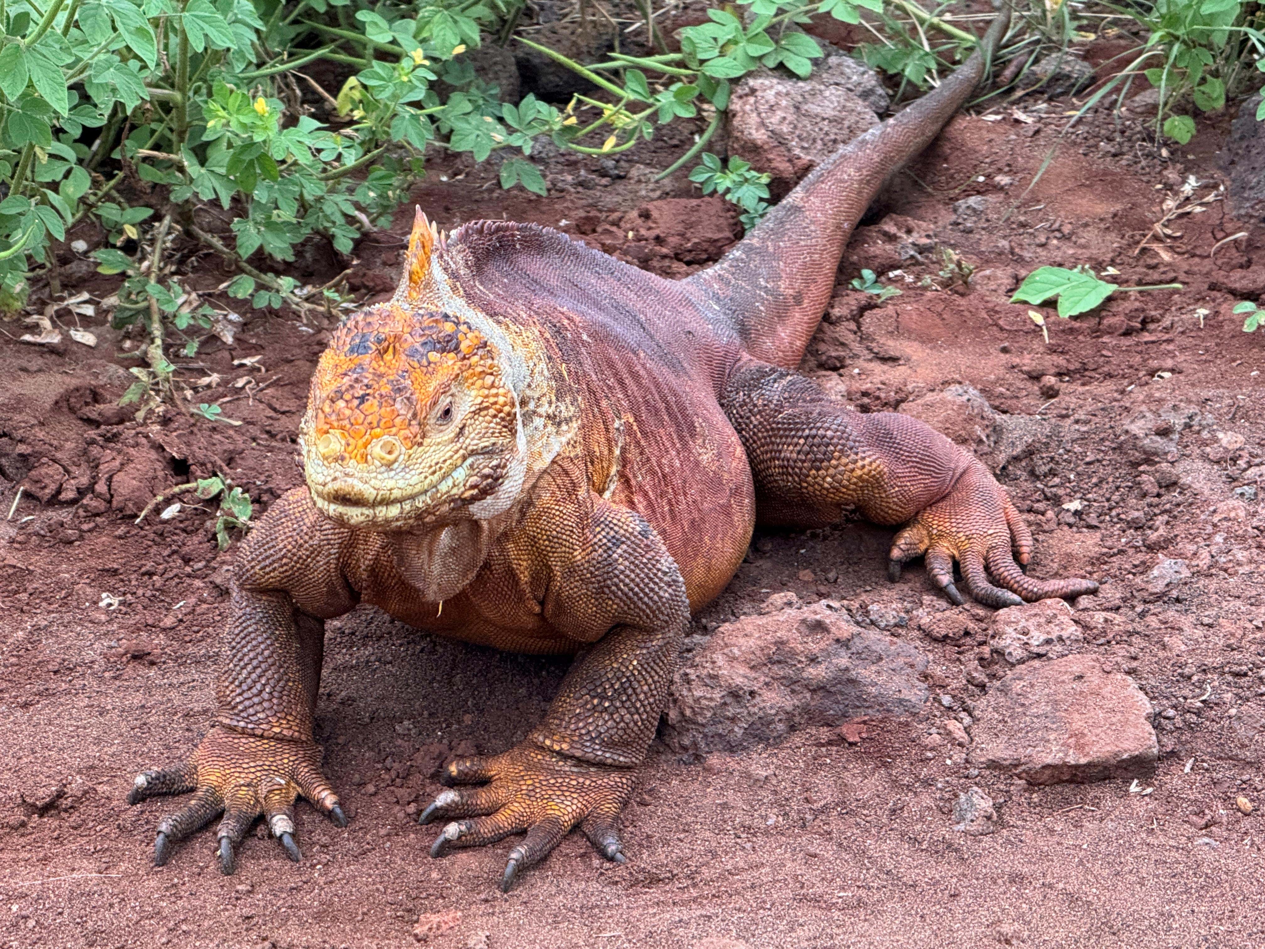 Ecuador Galapagos Leguaner Foto Rasmus Schønning Anne Vibeke Rejser 2025 (6)