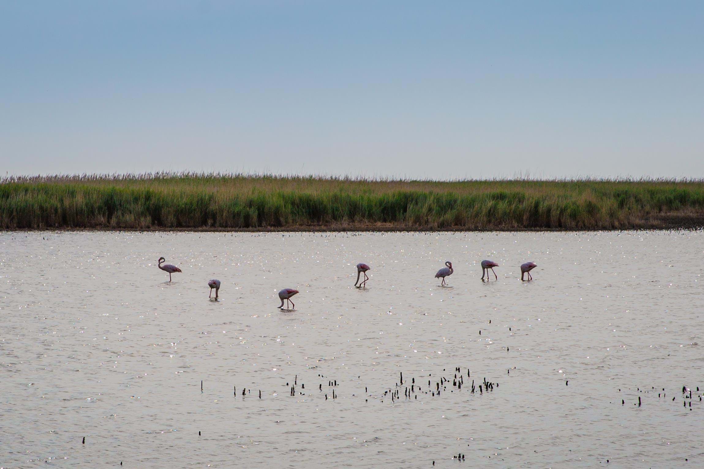 Frankrig Rhone Camarque Anne Vibeke Rejser Foto Rasmus Schønning 2024 (1)