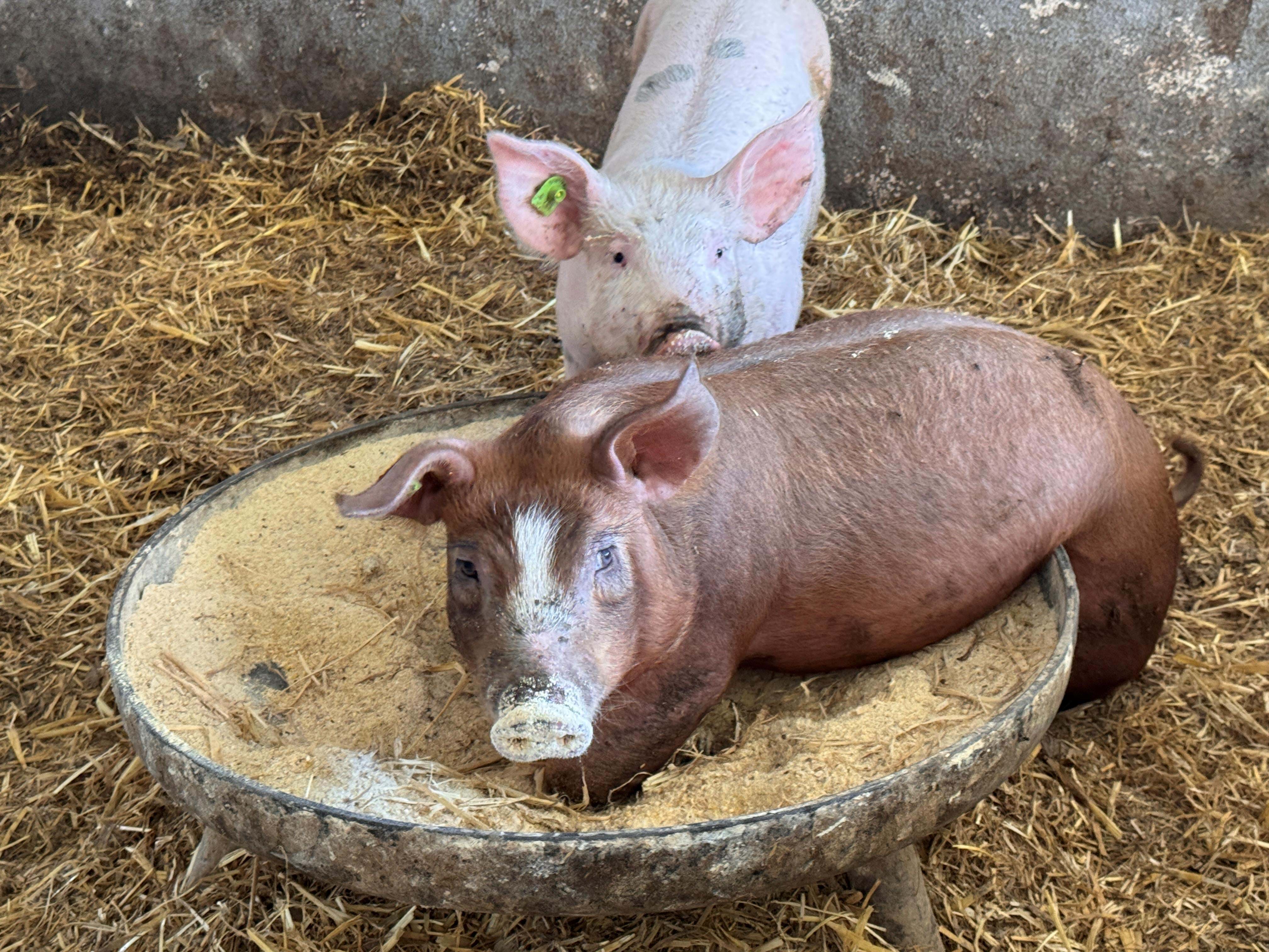 Østrig Steiermark Volcano Schinken Foto Anne Vibeke Rejser 2025 (1)